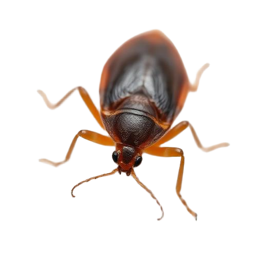 Bed Bugs