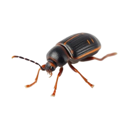 Beetles