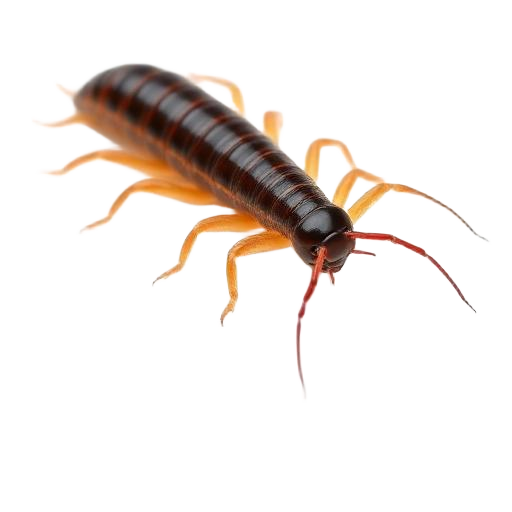 Centipedes