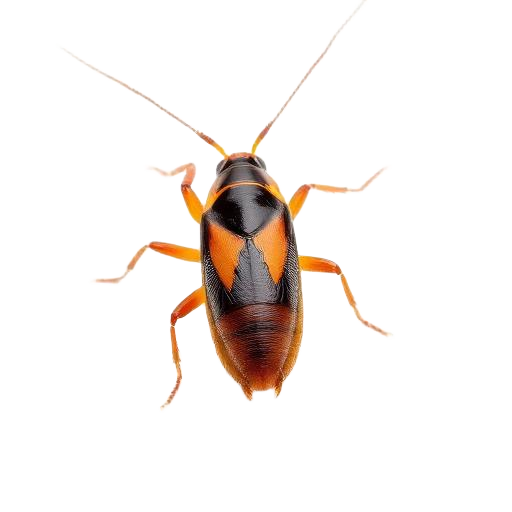 Cockroaches