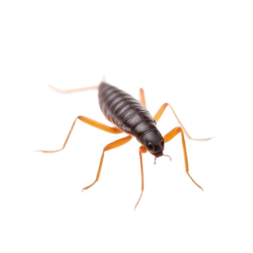 Earwigs