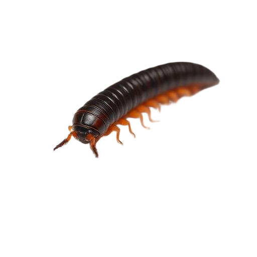 Millipedes