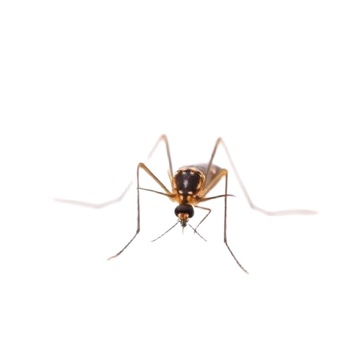 Mosquitoes