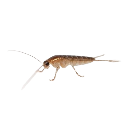 Silverfish