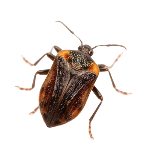 Stink Bugs
