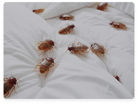 Bed Bugs